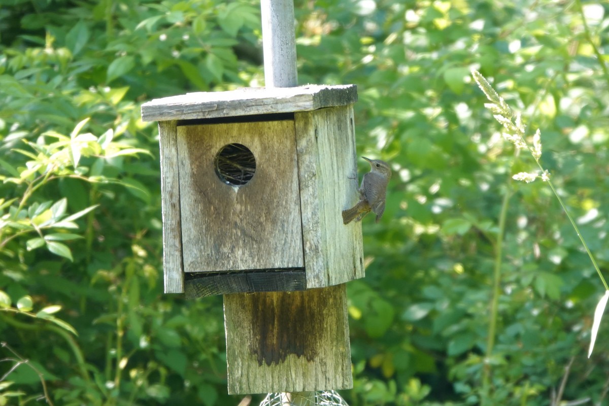 Northern House Wren - ML637874807