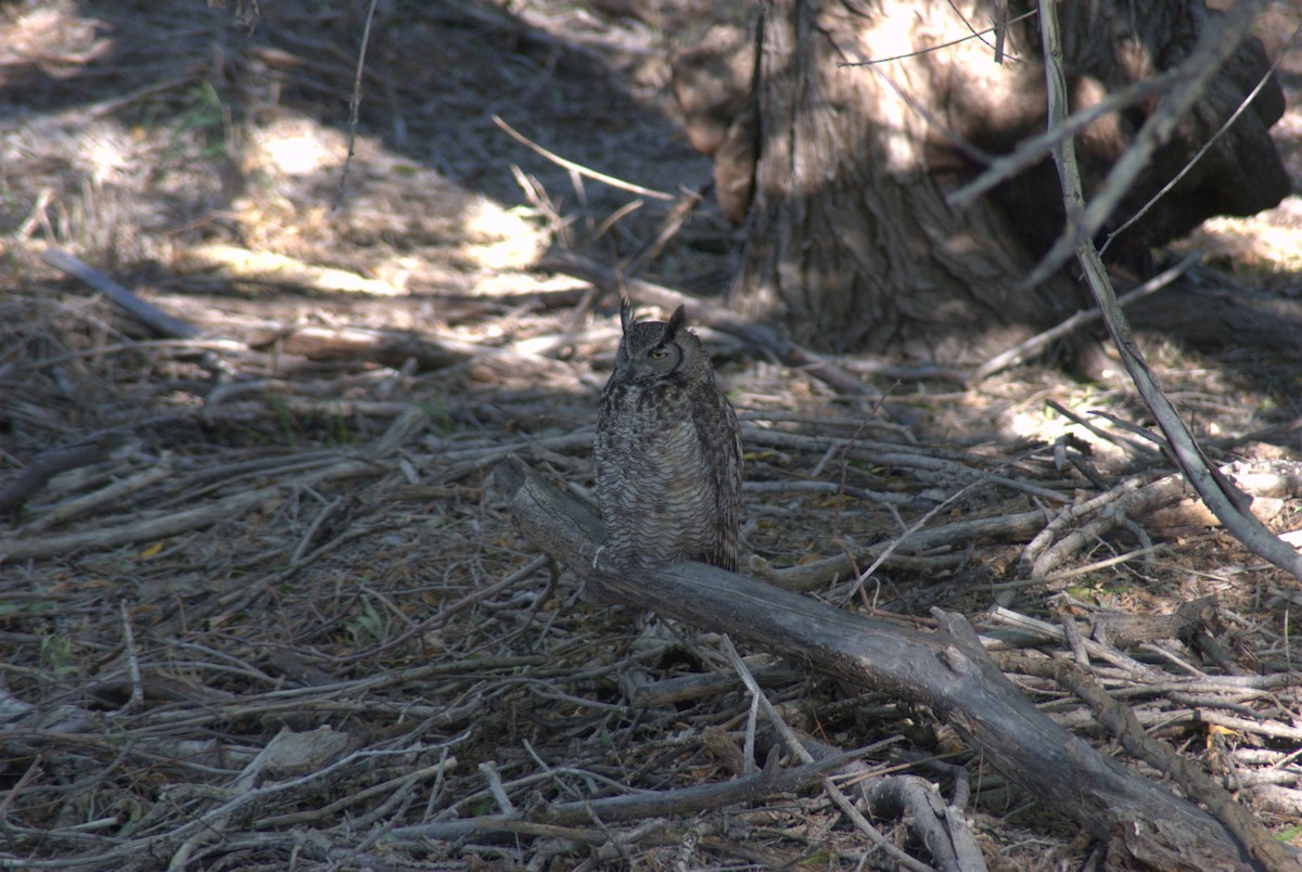 Great Horned Owl - ML637874808