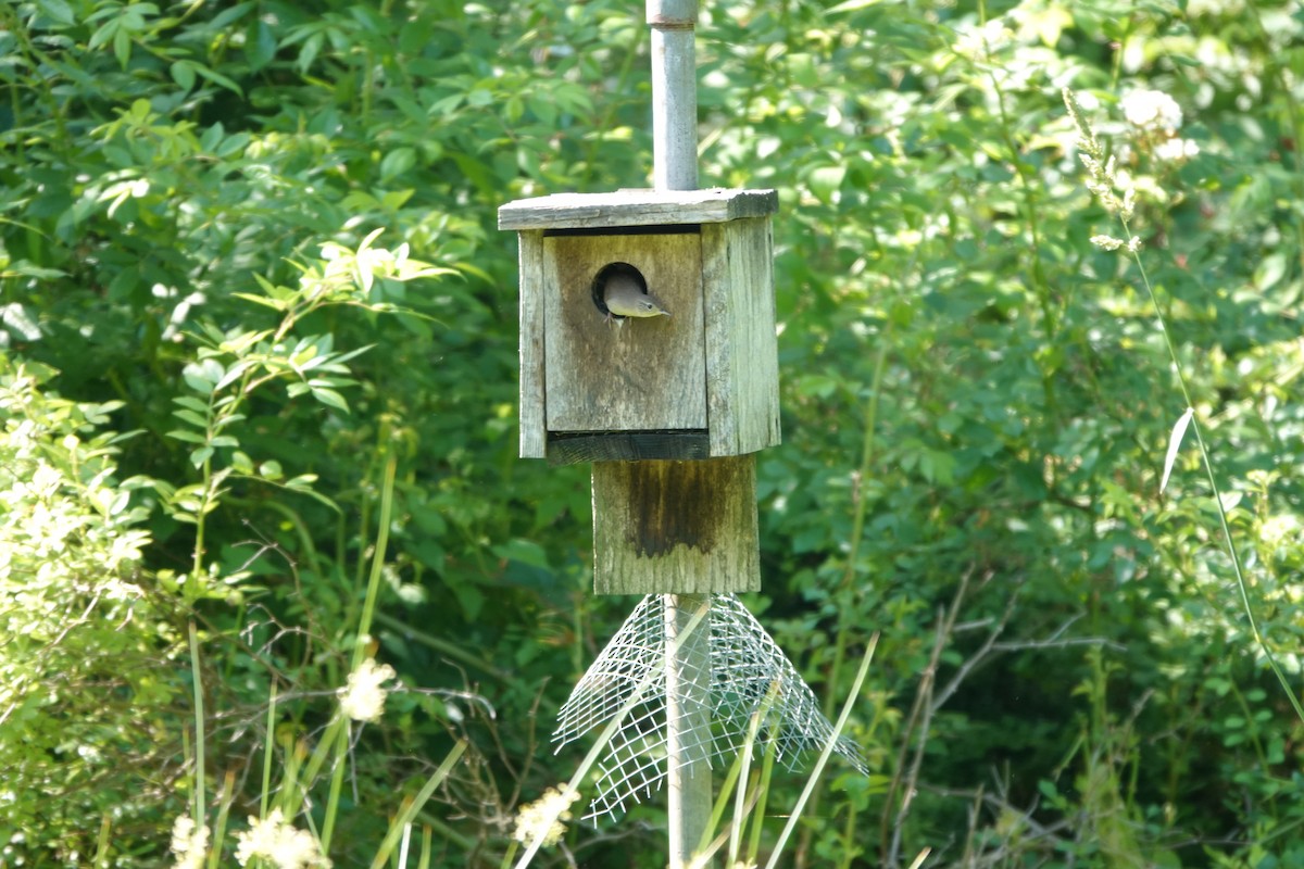 Northern House Wren - ML637874810