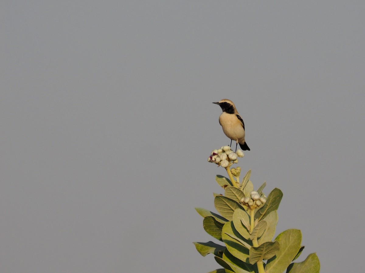 Desert Wheatear - ML637874813