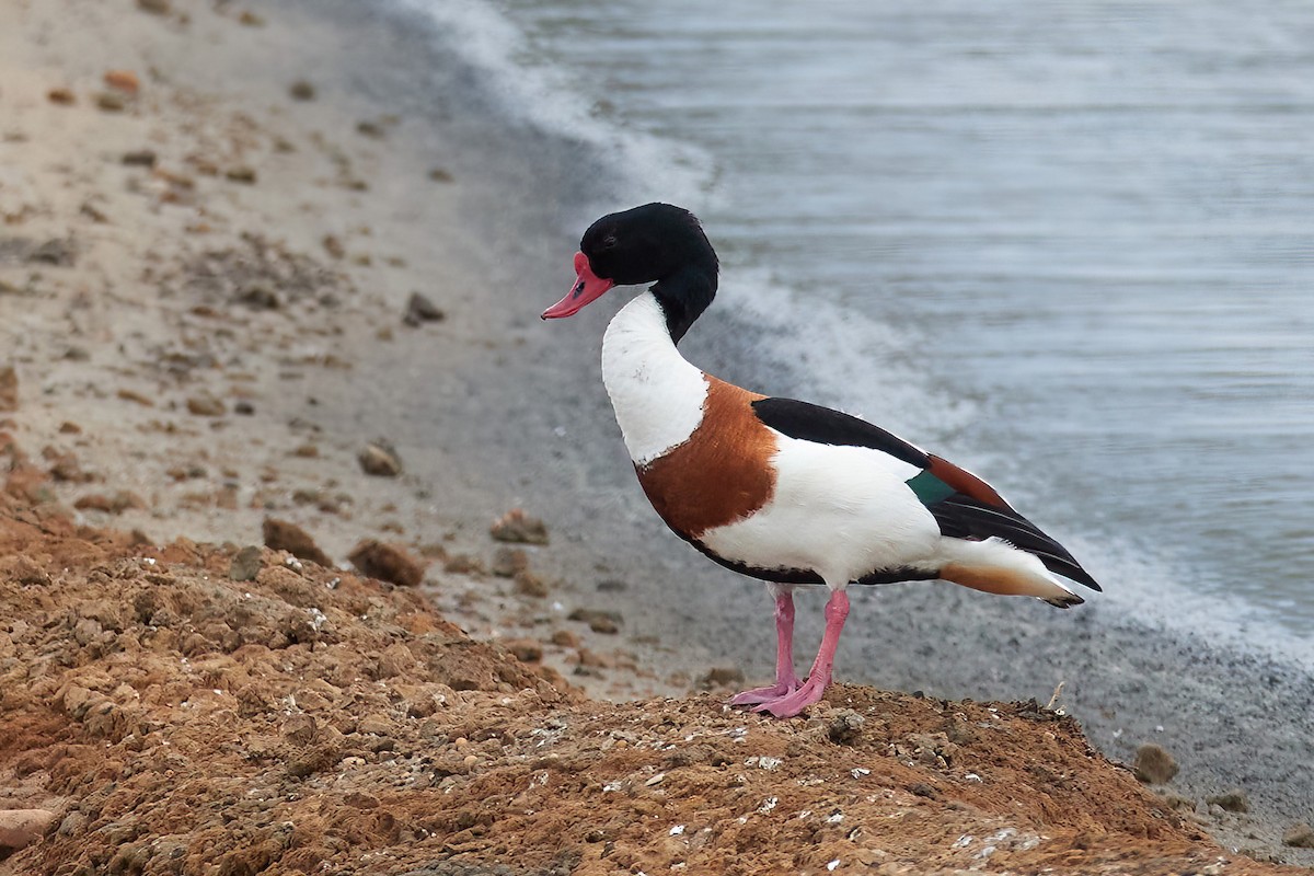 Common Shelduck - ML637874814