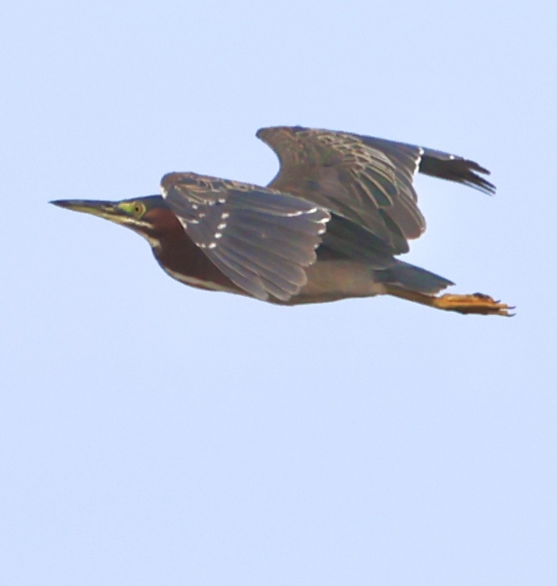 Green Heron - ML637874817
