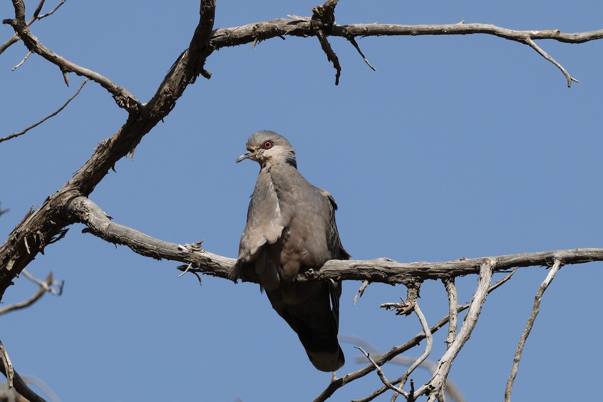 Dusky Turtle-Dove - ML637874818