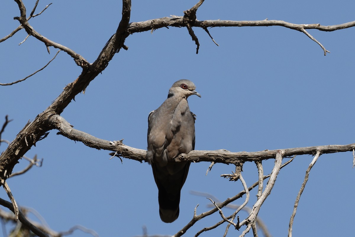 Dusky Turtle-Dove - ML637874819