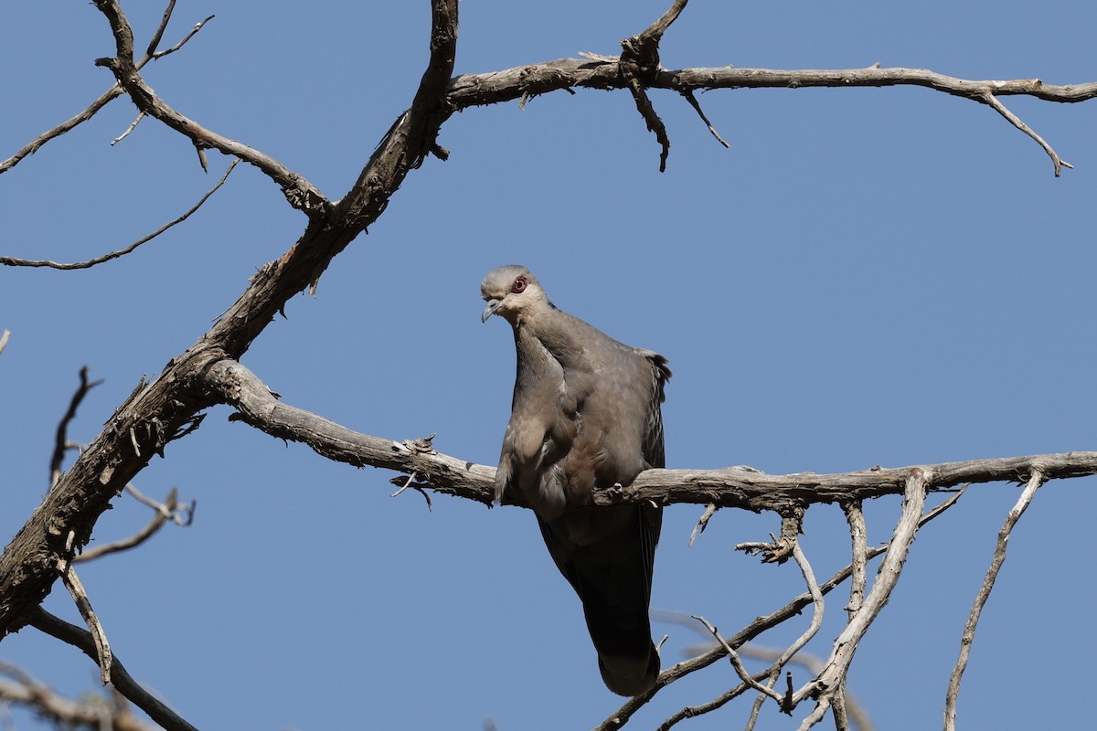 Dusky Turtle-Dove - ML637874820