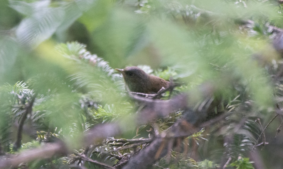 Maroon-backed Accentor - ML637874843