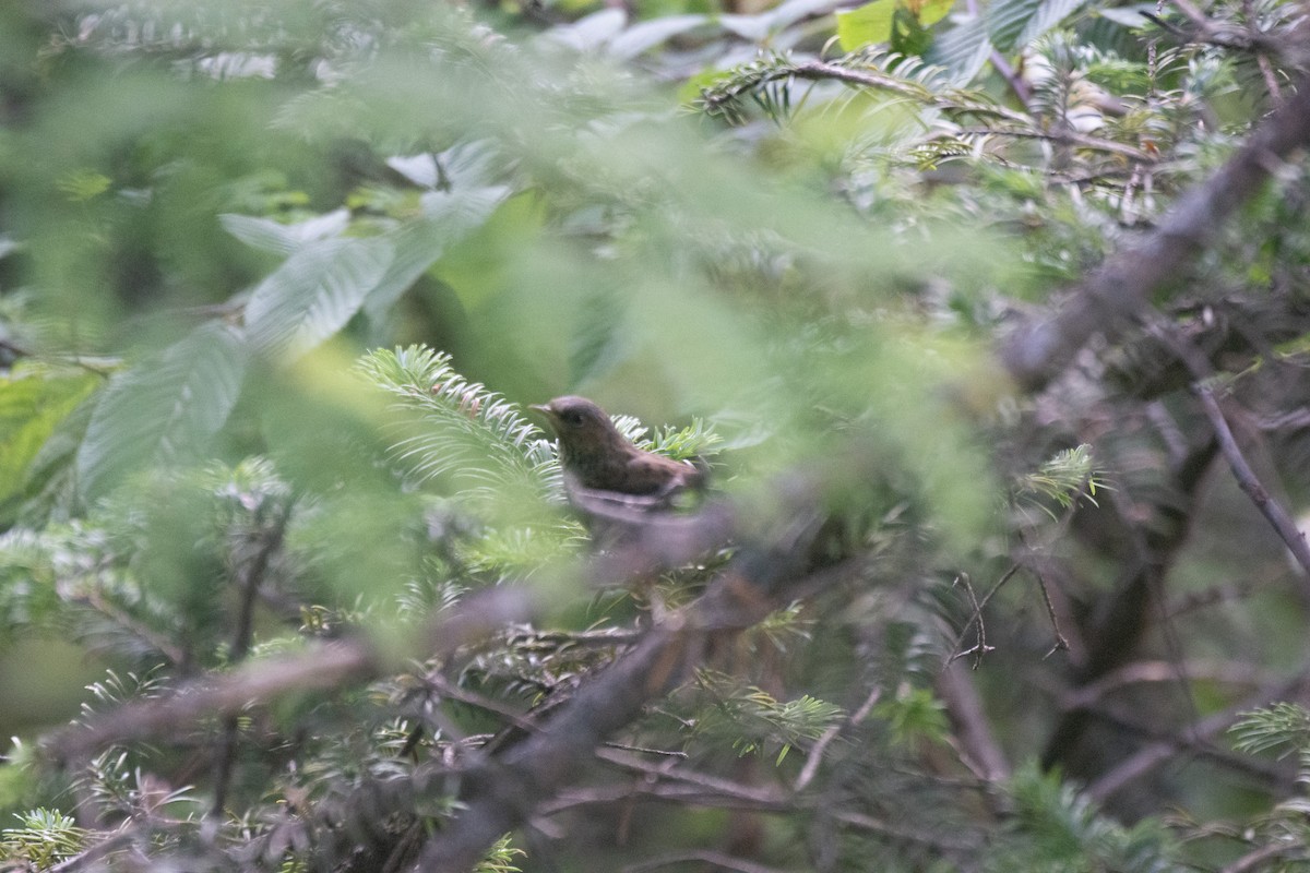 Maroon-backed Accentor - ML637874845