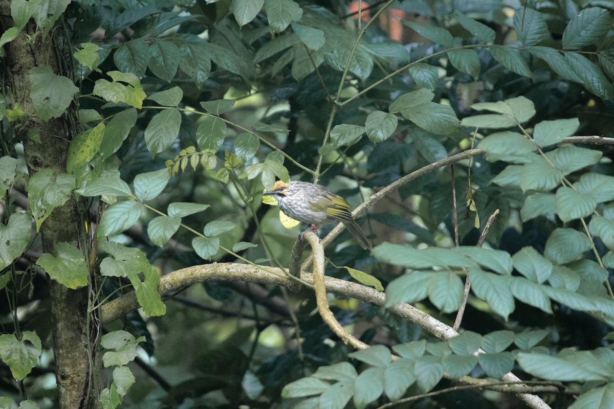 Straw-headed Bulbul - ML637874874