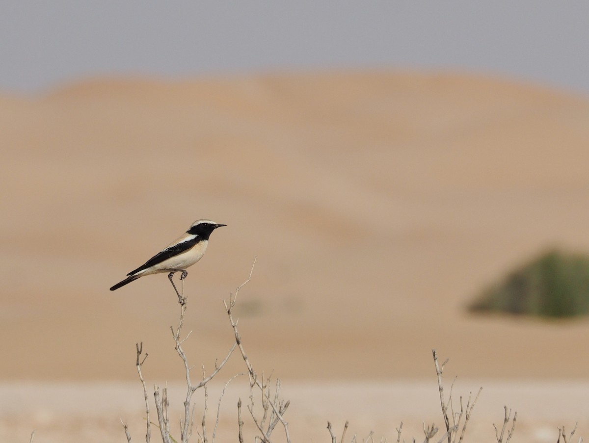 Desert Wheatear - ML637874875