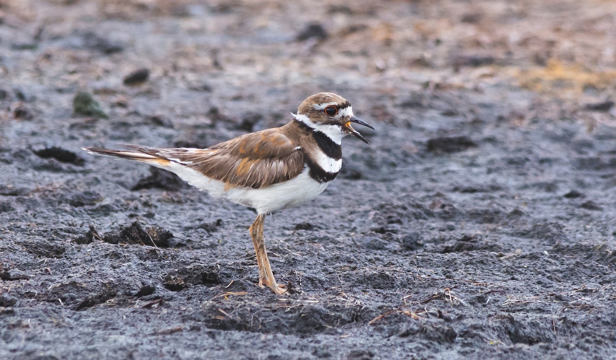 Killdeer - ML637874877