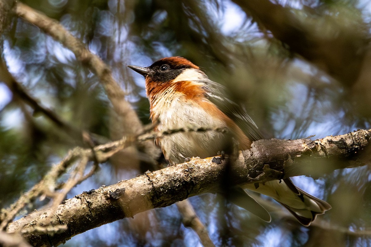 Bay-breasted Warbler - ML637874881