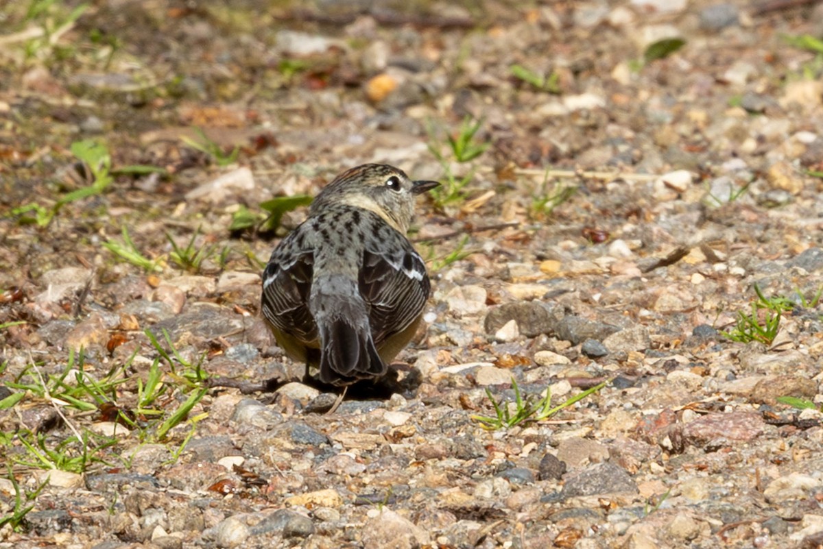 Bay-breasted Warbler - ML637874882