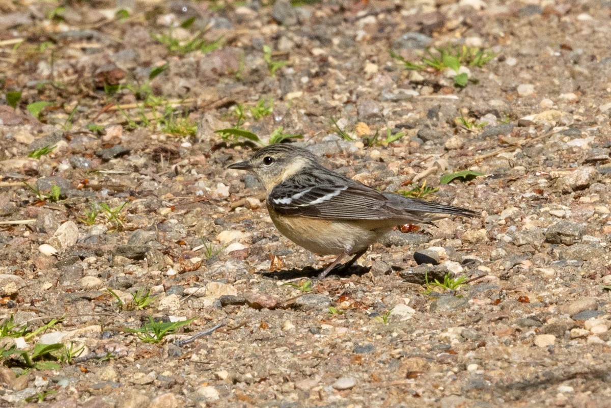 Bay-breasted Warbler - ML637874883