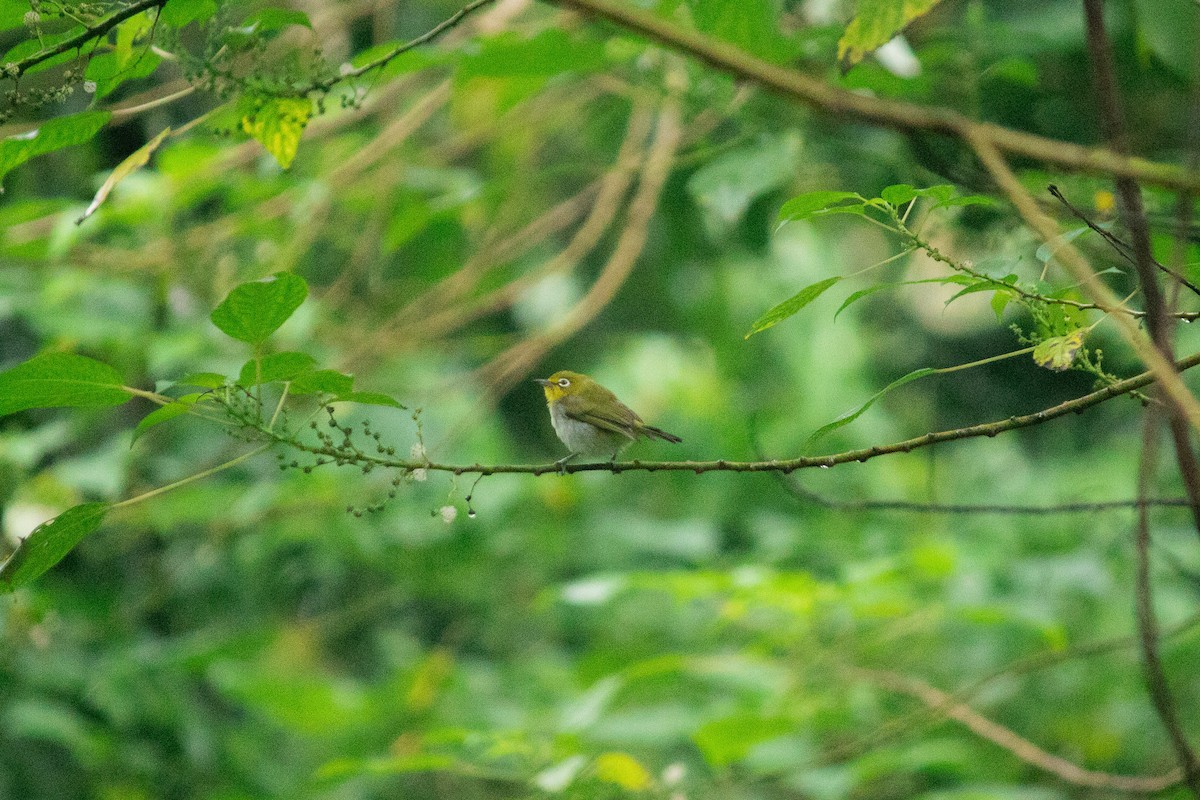Swinhoe's White-eye - ML637874884