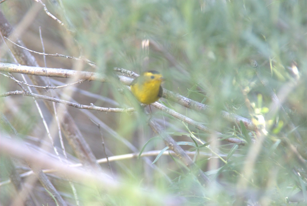 Wilson's Warbler - ML637874885