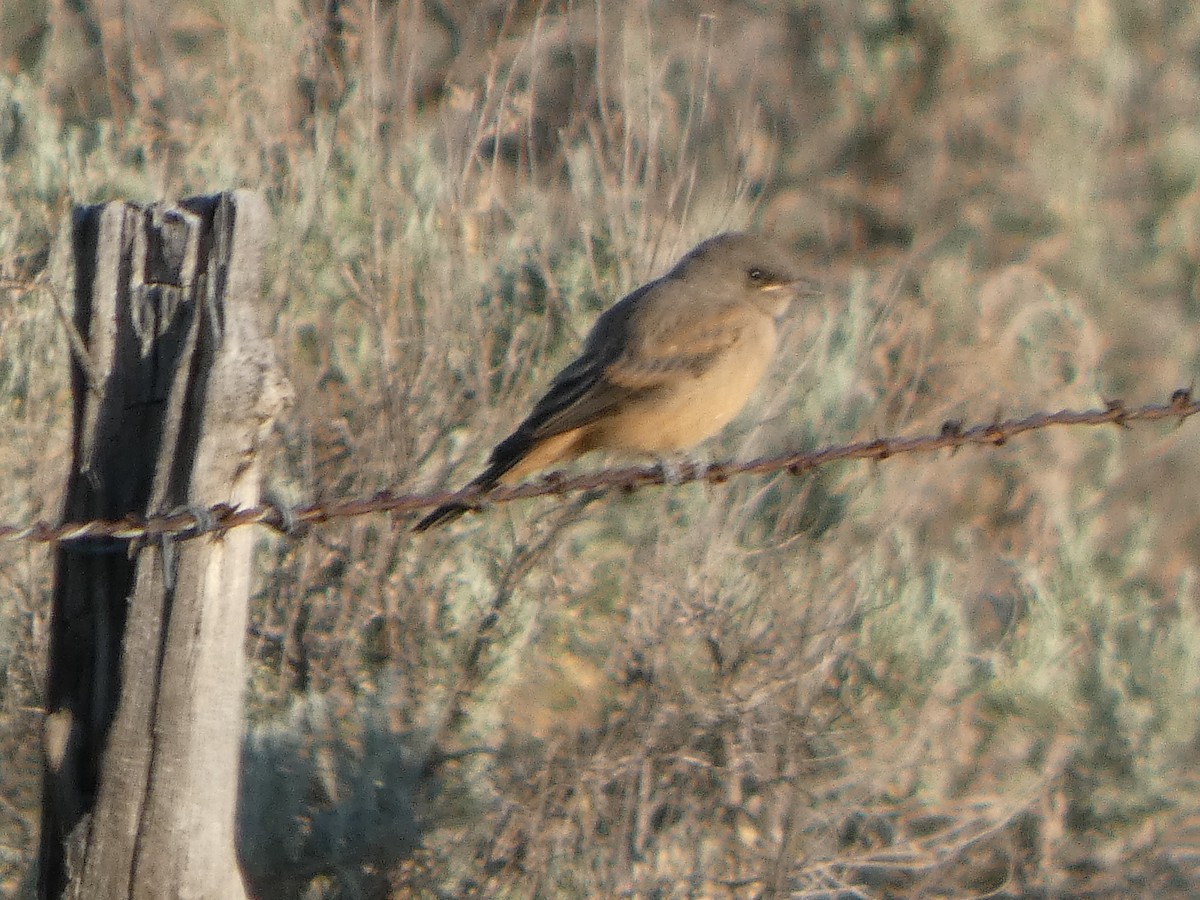 Say's Phoebe - ML637874886