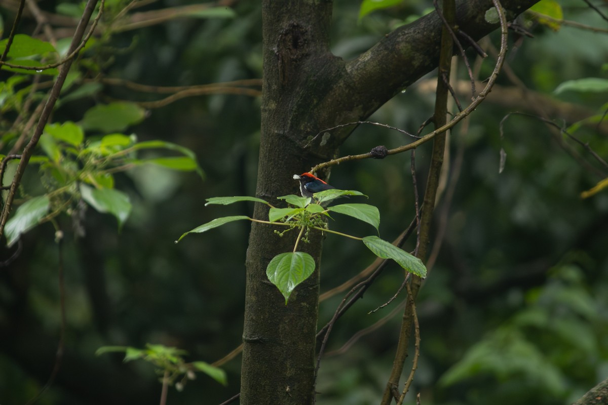 Scarlet-backed Flowerpecker - ML637874887