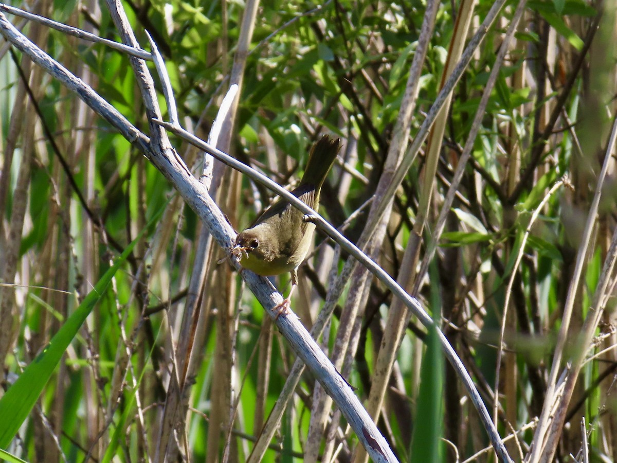 Common Yellowthroat - ML637874889