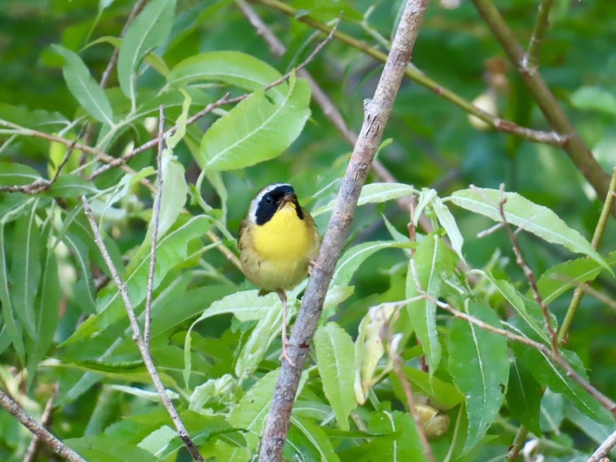 Common Yellowthroat - ML637874890