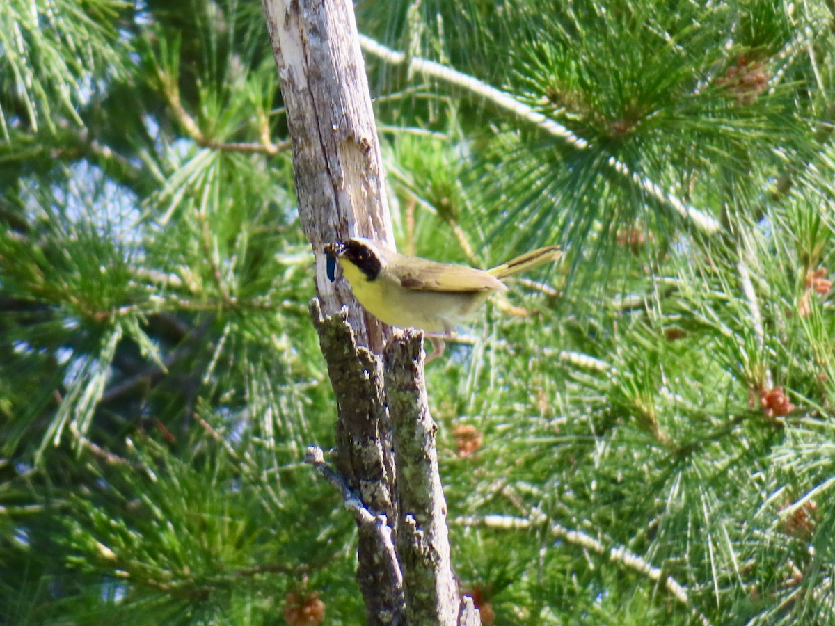 Common Yellowthroat - ML637874891