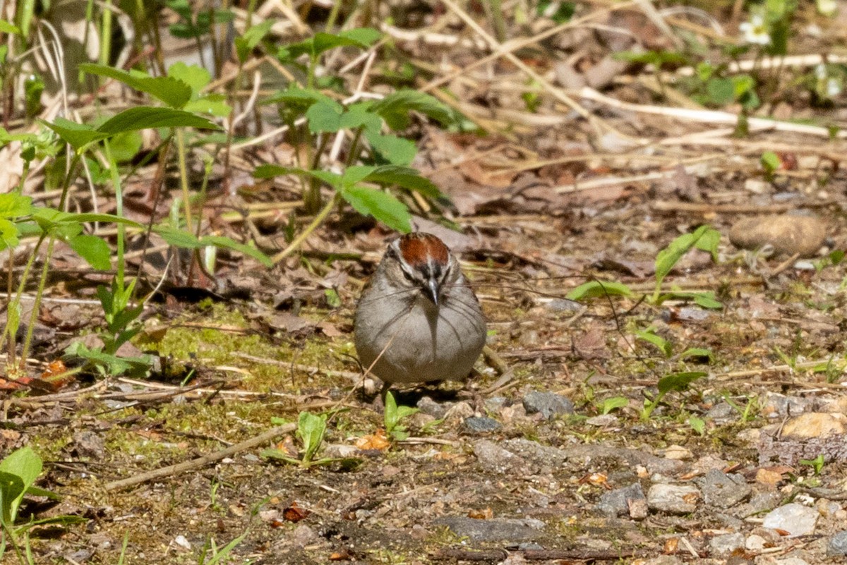 Chipping Sparrow - ML637874893