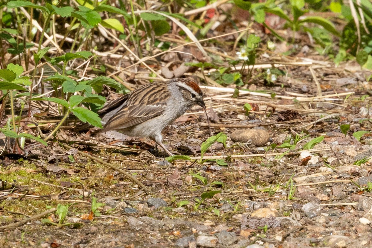Chipping Sparrow - ML637874894