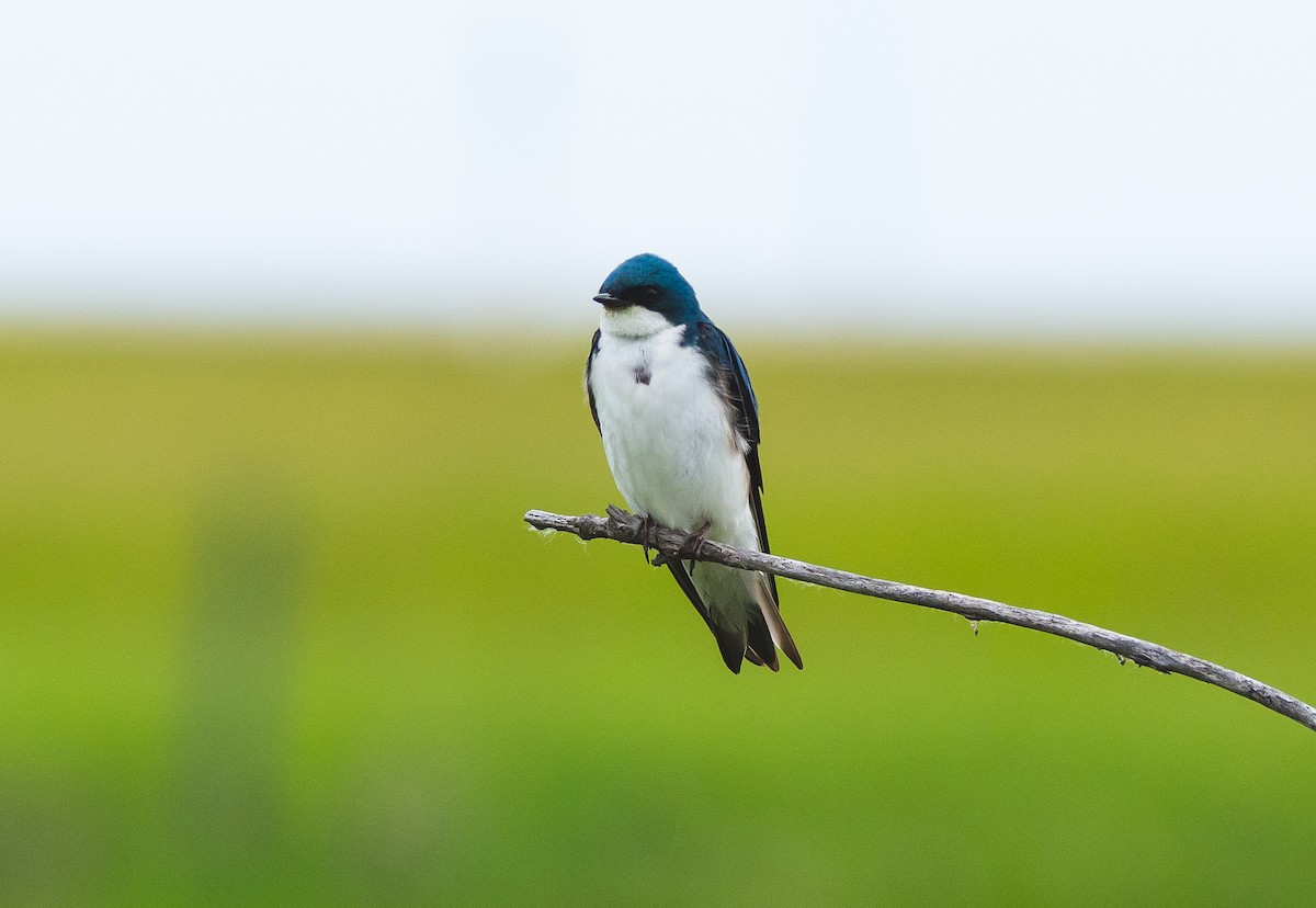 Tree Swallow - ML637874895