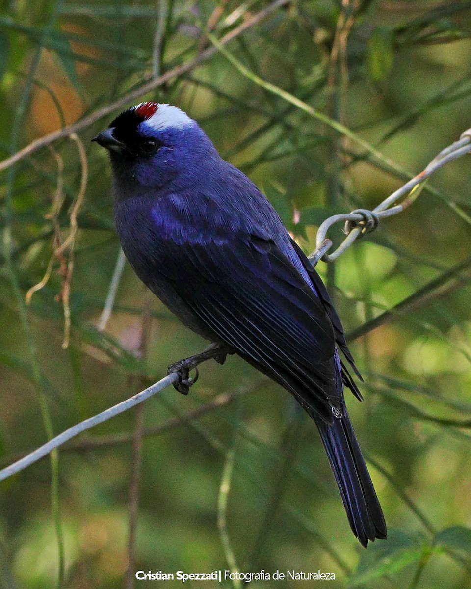 Diademed Tanager - ML637874897