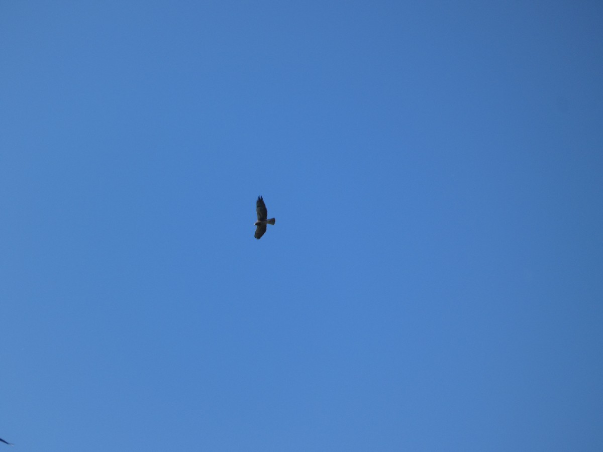 Swainson's Hawk - ML637874900