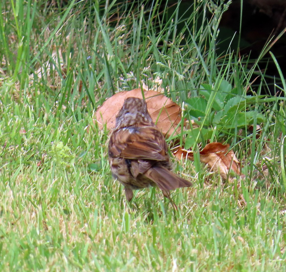 Dunnock - ML637874907