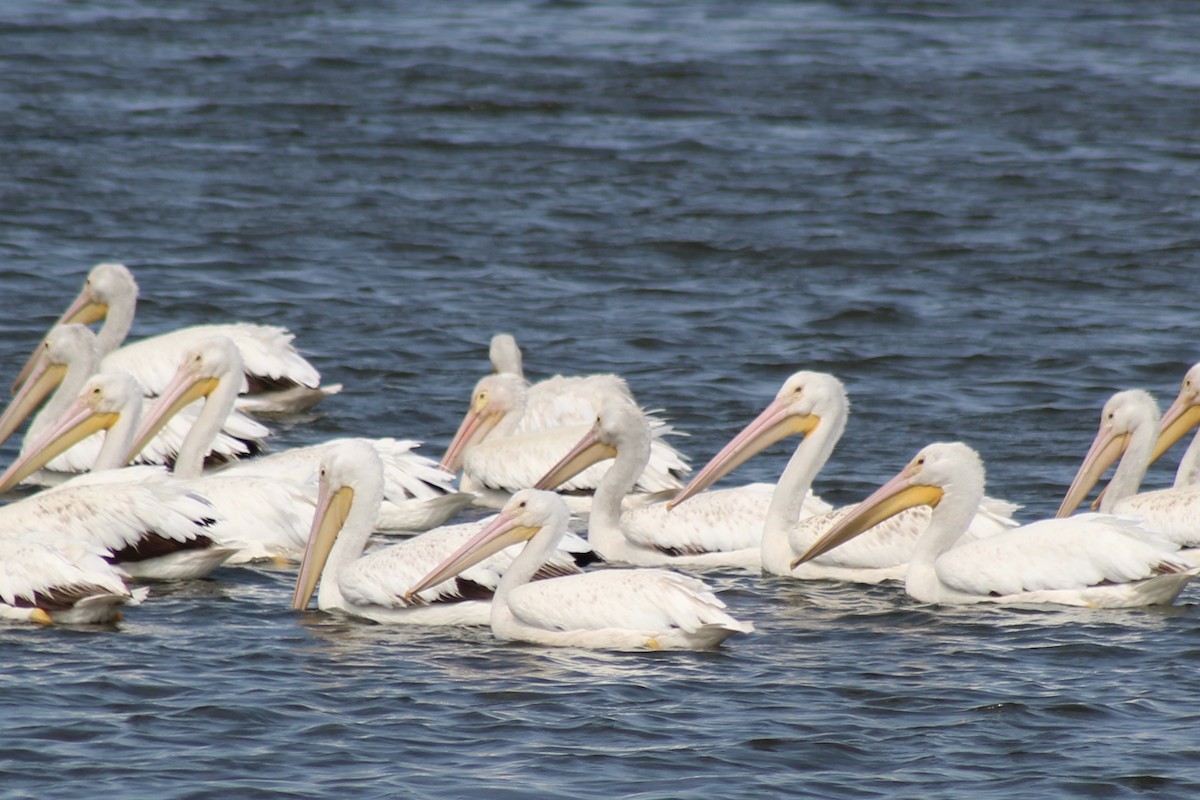 American White Pelican - ML637874909