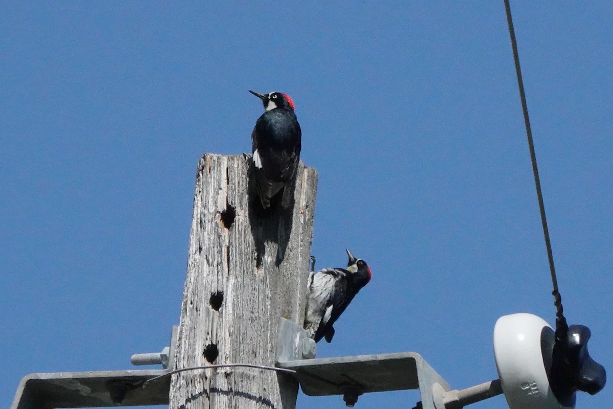 Acorn Woodpecker - ML637874914