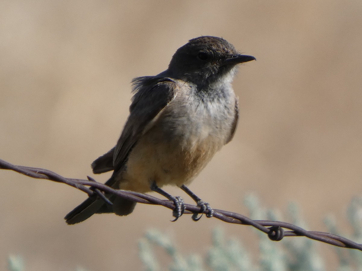 Say's Phoebe - ML637874915
