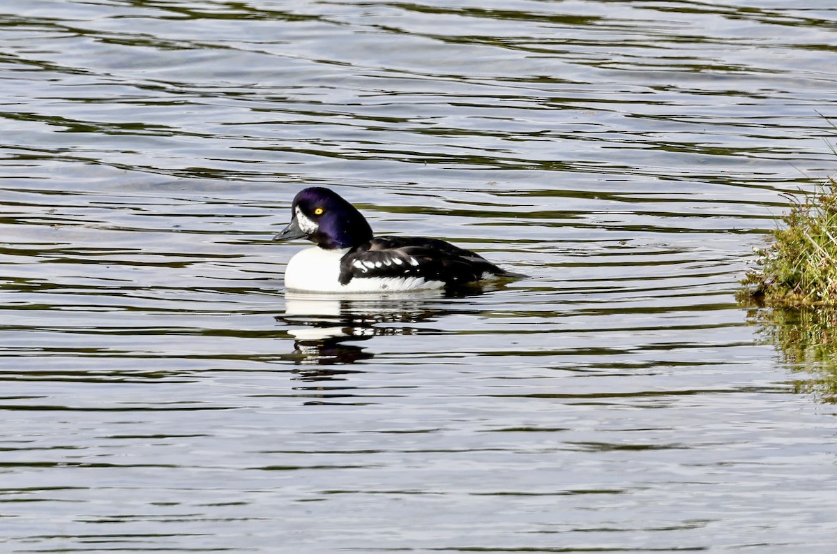 Barrow's Goldeneye - ML637874921