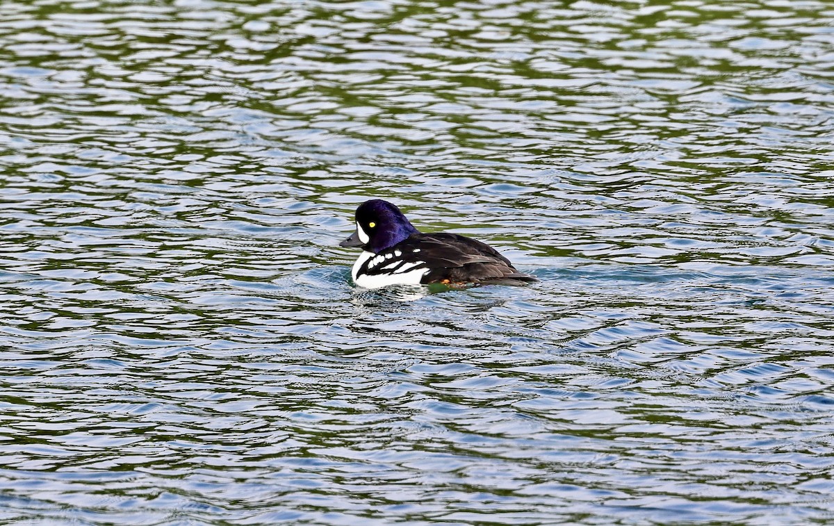 Barrow's Goldeneye - ML637874923