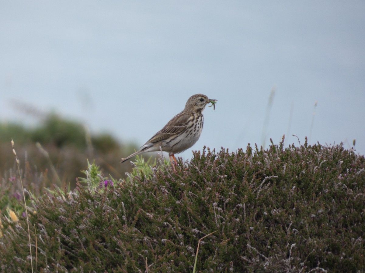 Rock Pipit - ML637874924