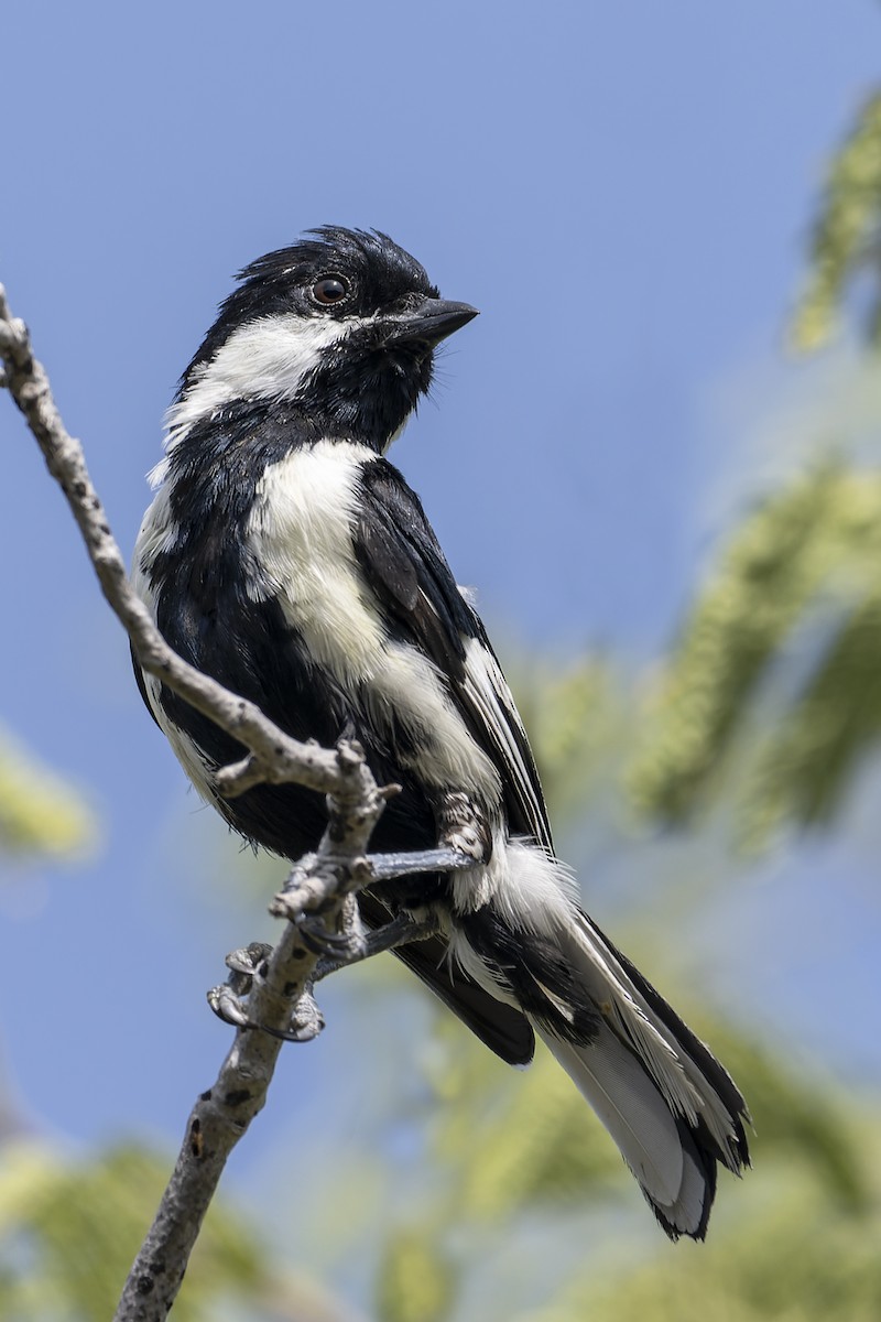 White-naped Tit - ML637874946