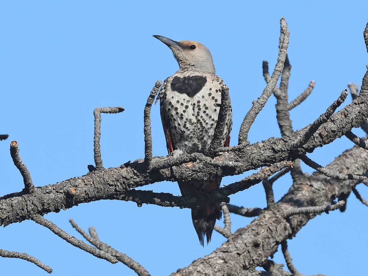 Northern Flicker - ML637874948