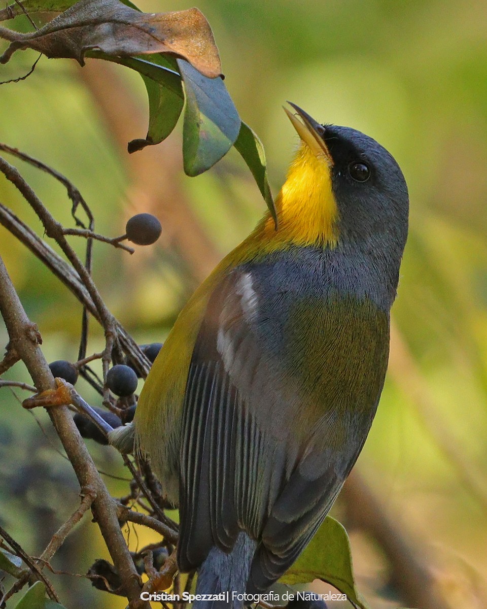 Tropical Parula - ML637874956