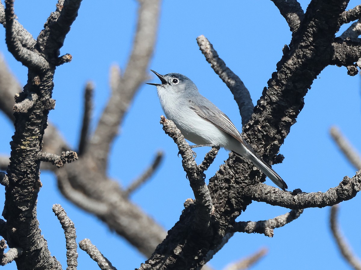 Blue-gray Gnatcatcher - ML637874964