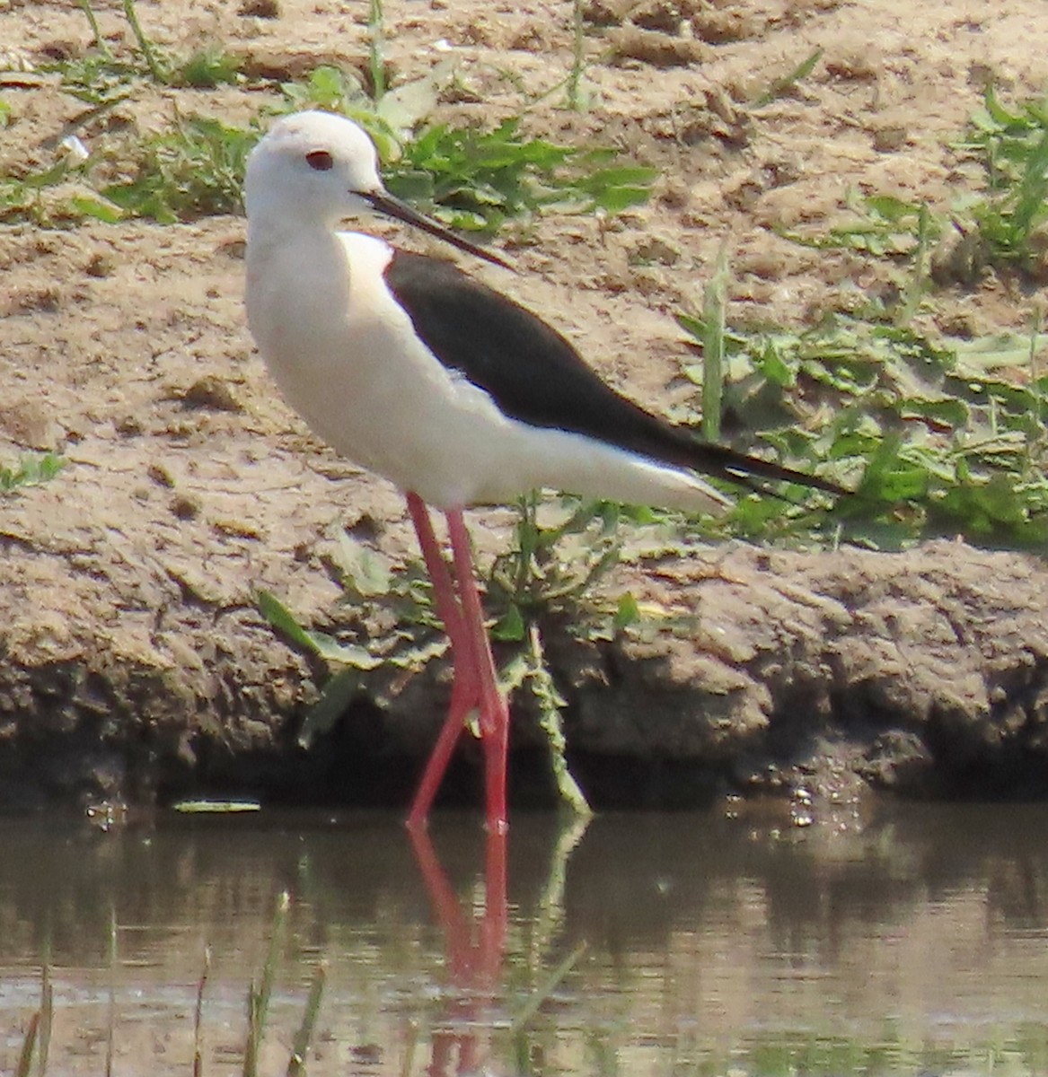 Black-winged Stilt - ML637874965
