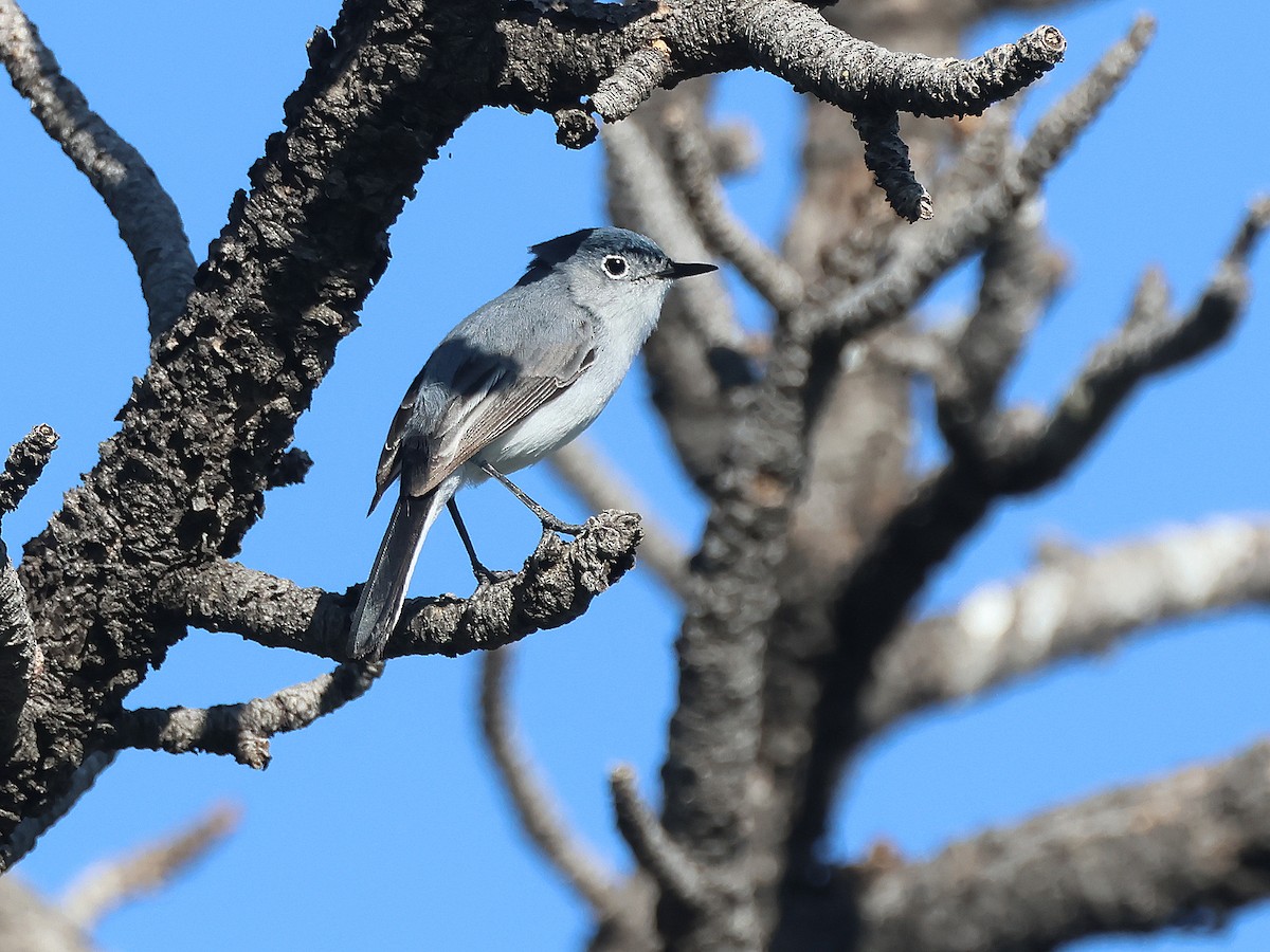 Blue-gray Gnatcatcher - ML637874966