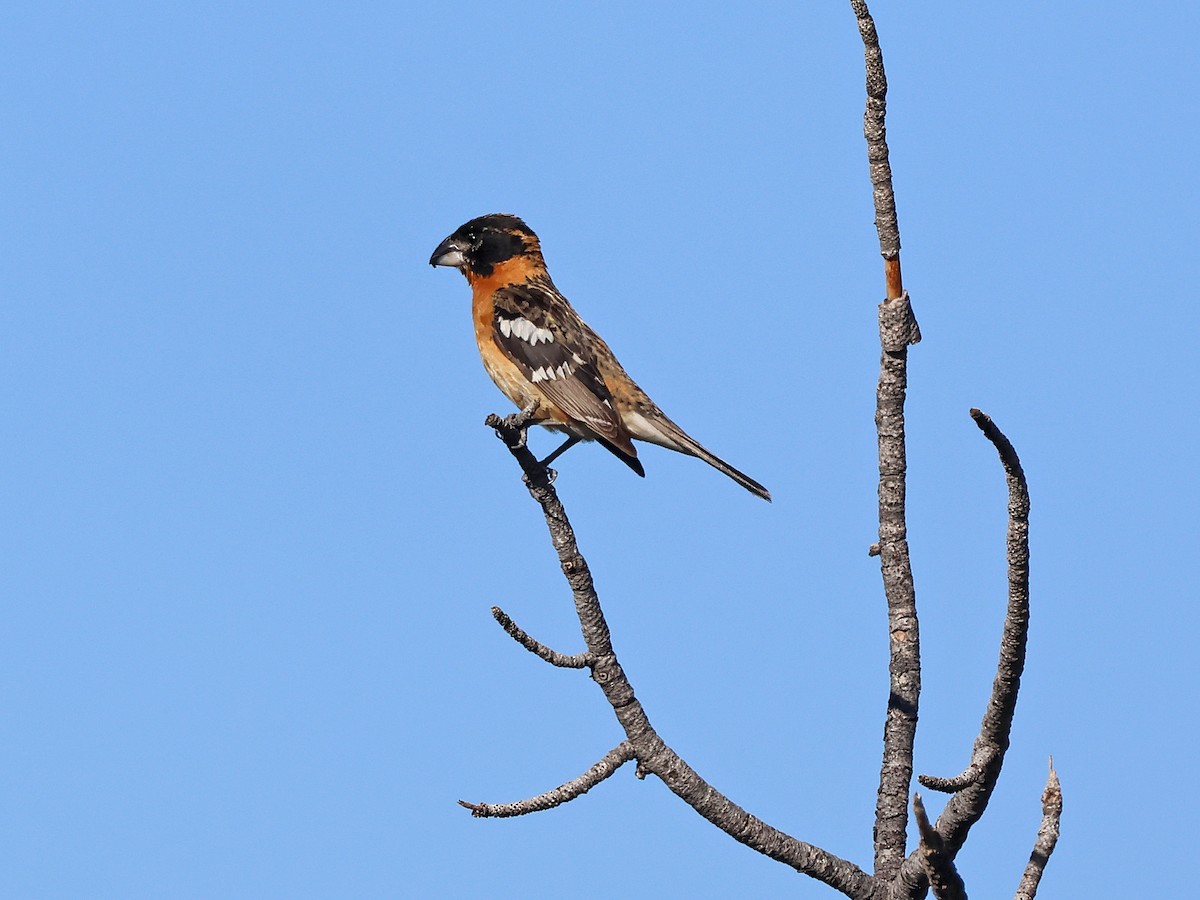 Black-headed Grosbeak - ML637874971