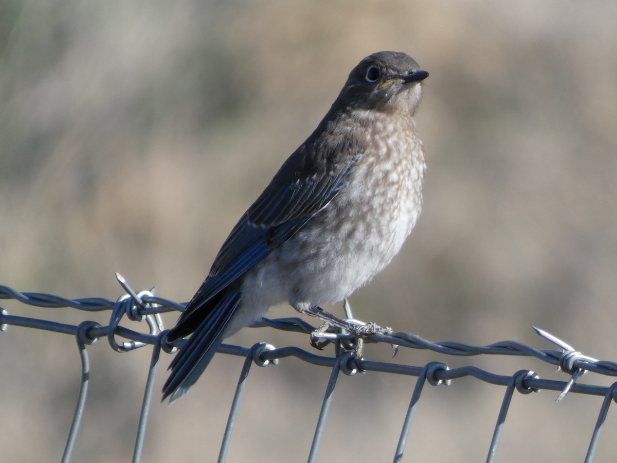Mountain Bluebird - ML637874981