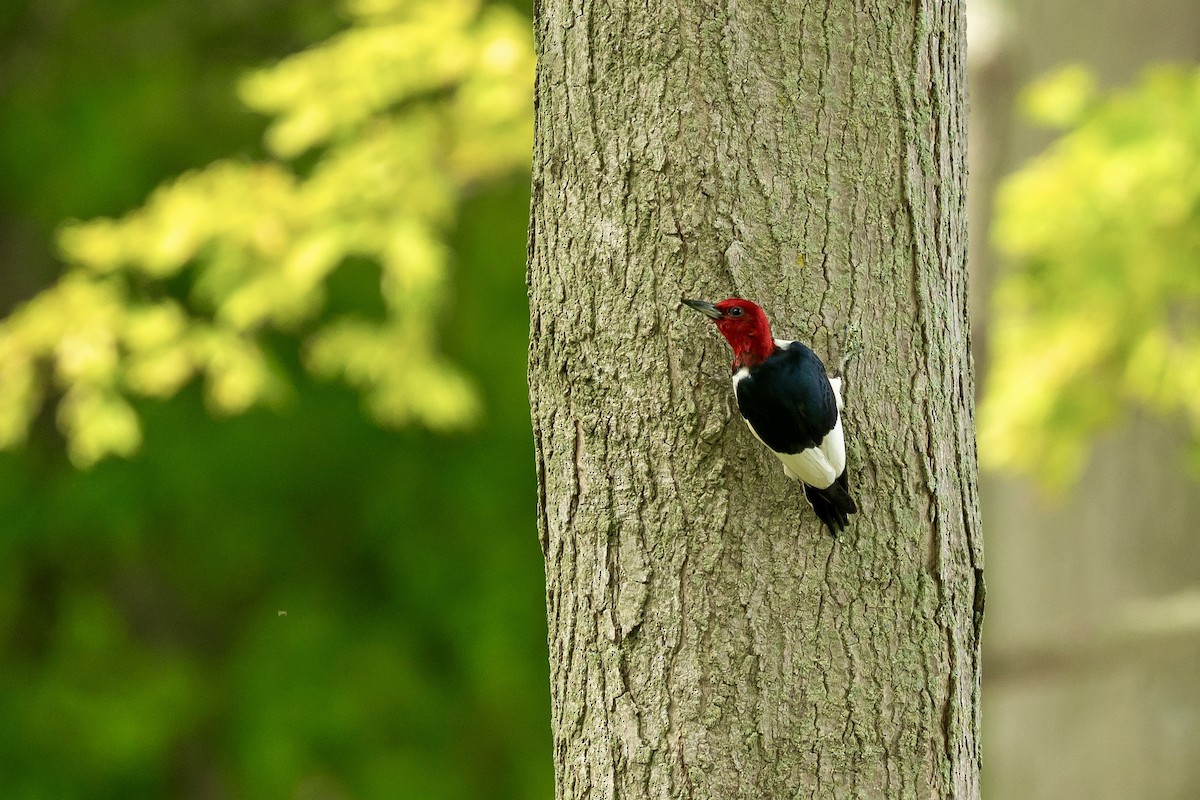 Red-headed Woodpecker - ML637874982