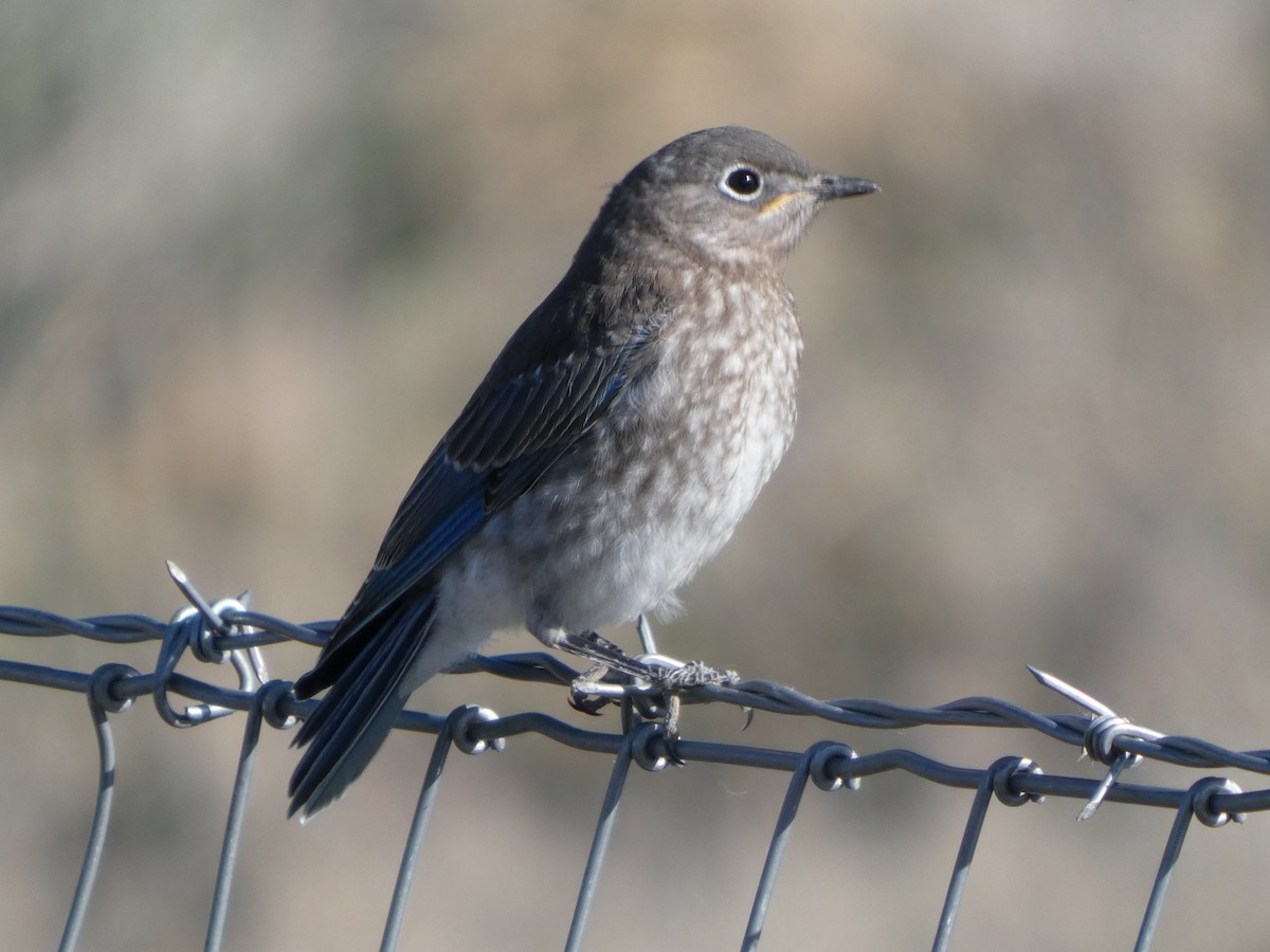 Mountain Bluebird - ML637874983