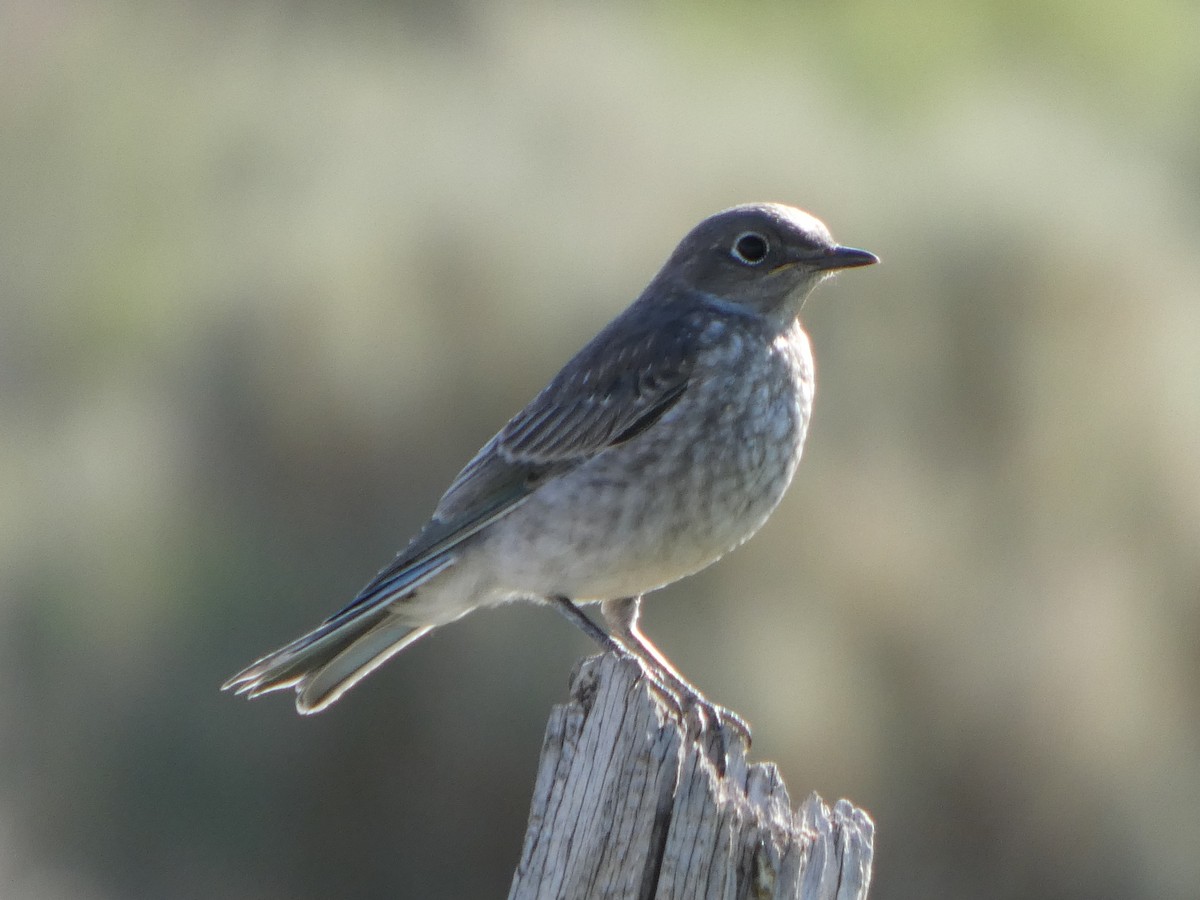 Mountain Bluebird - ML637874984