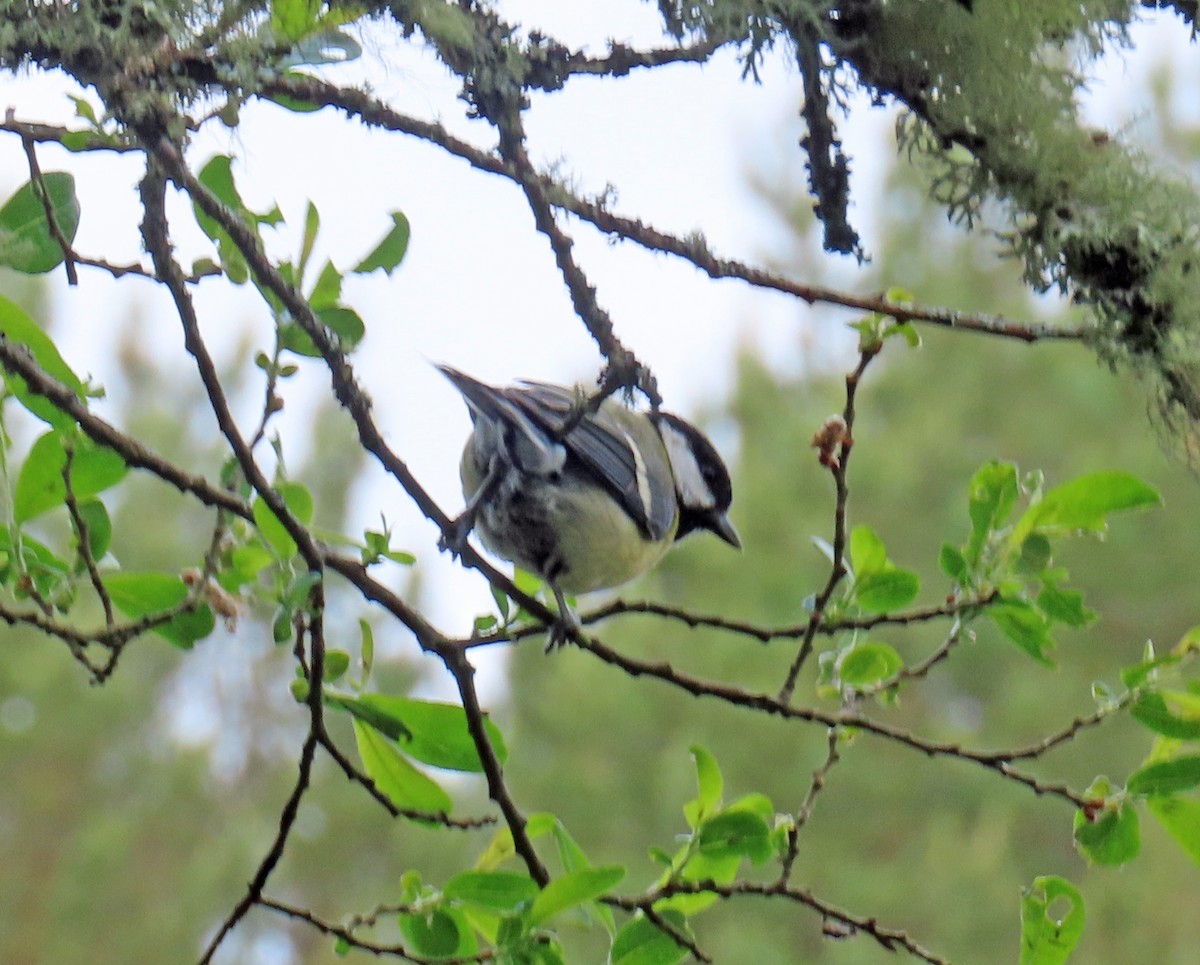 Great Tit - ML637874986