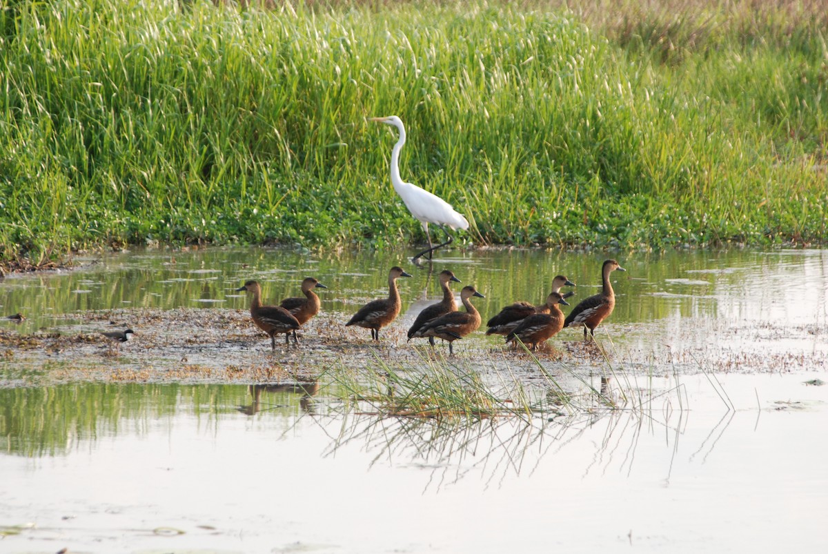 Wandering Whistling-Duck - ML637874987