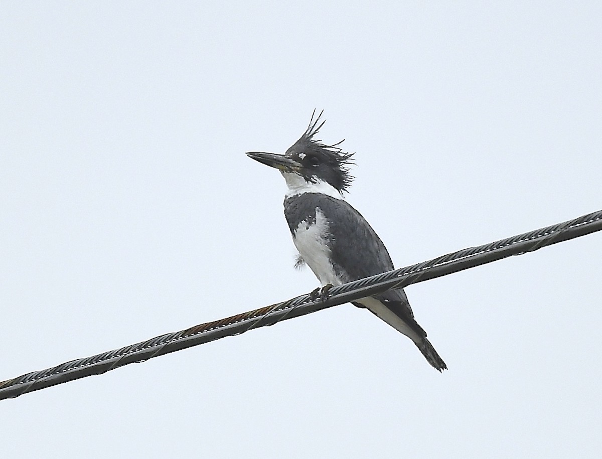 Belted Kingfisher - ML637874988